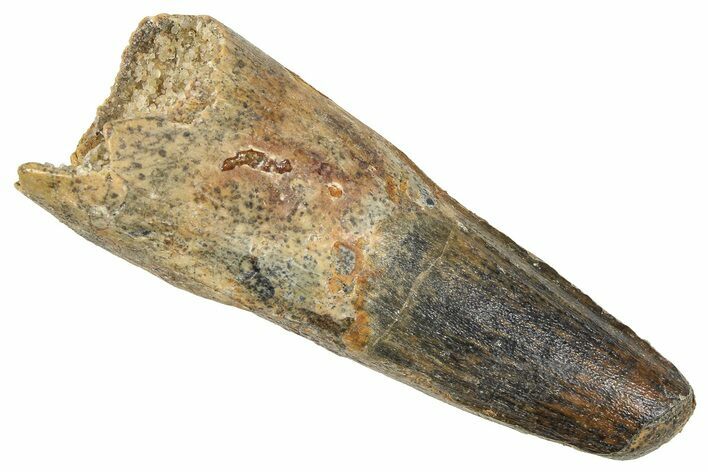 Fossil Spinosaurus Tooth - Feeding Worn Tooth #372919